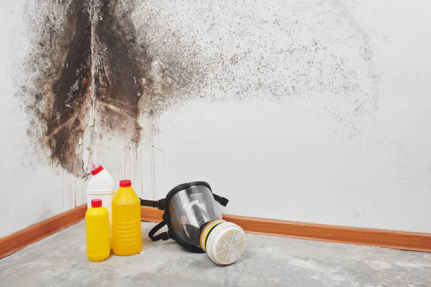 Best Mold Cleaning Services  in Wyoming, IL