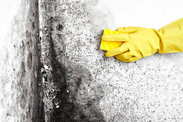 Best Professional Mold Removal  in Wyoming, IL
