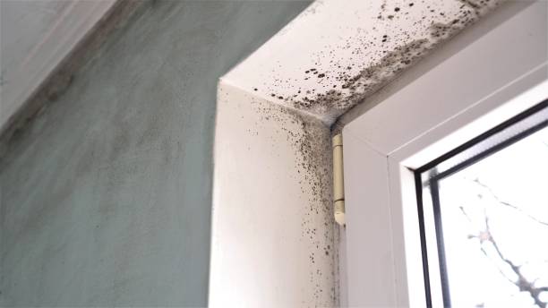 Best Affordable Mold Removal  in Wyoming, IL