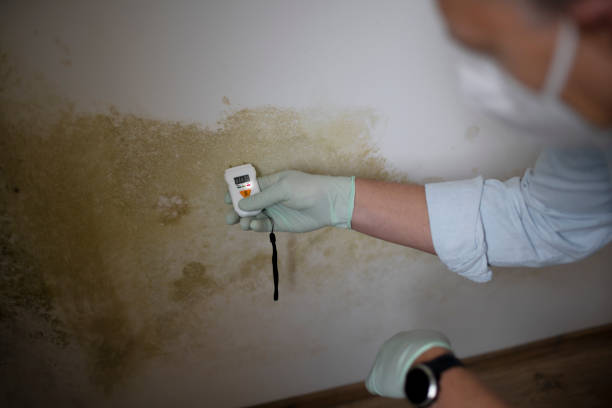 Attic Mold Removal in Wyoming, IL