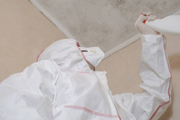 Office Mold Removal Services in Wyoming, IL