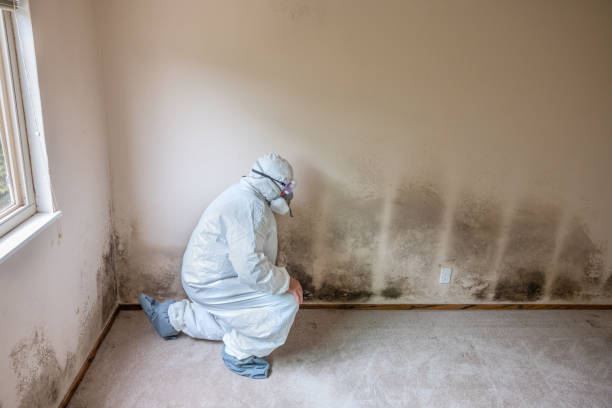 Best Professional Mold Removal  in Wyoming, IL