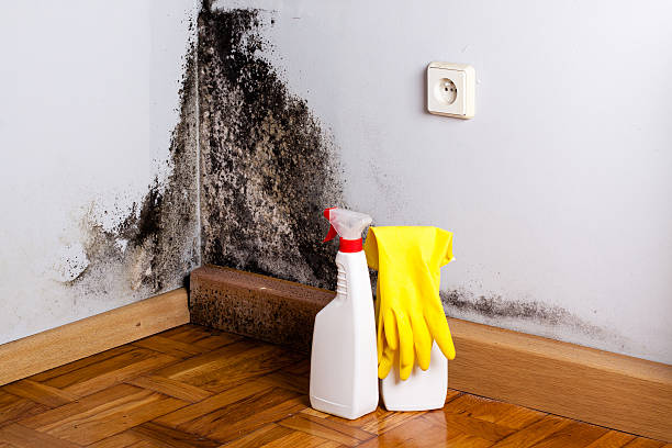 Best Best Mold Removal Companies  in Wyoming, IL