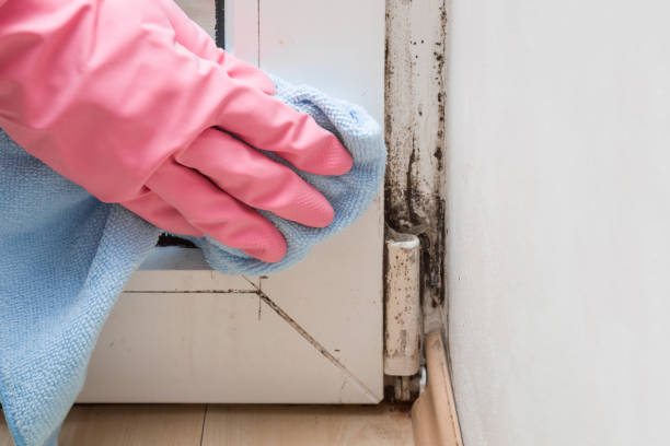 Best Residential Mold Removal  in Wyoming, IL