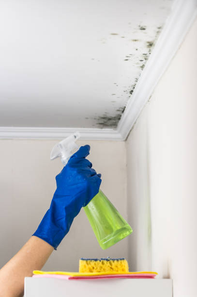 Best Mold Removal Specialists  in Wyoming, IL